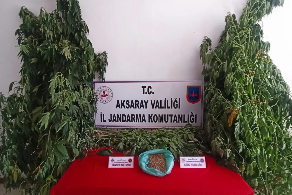 AKSARAY JANDARMA YASA DIŞI EKİLEN KENEVİR ELE GEÇİRDİ.